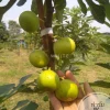 chậu sung mỹ " White Israel - White Israel Fig "