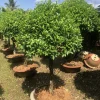 Cây Sanh cắt cole tròn