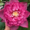 Giống Hoa Sen " Super Pink "