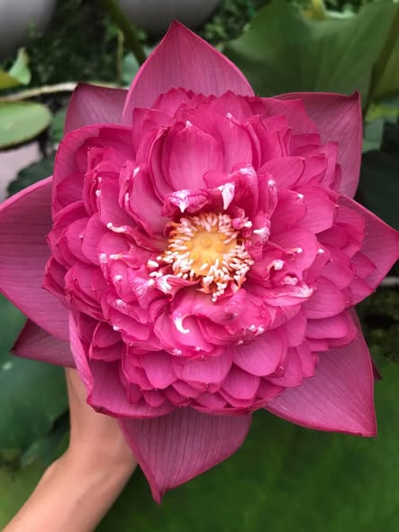 Giống Hoa Sen " Super Pink " Giống Hoa Sen " Super Pink "