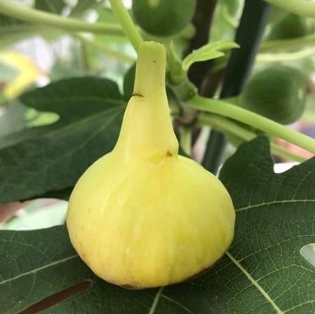 chậu sung mỹ " Green Santa Pau - Green Santa Pau Fig " chậu sung mỹ " Green Santa Pau - Green Santa Pau Fig "