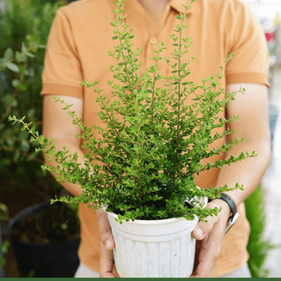 Chậu Cây Hàm hương (Moujean Tea, Bahama Berry) - mùi thơm đặc biệt cho tách trà thơm ngon