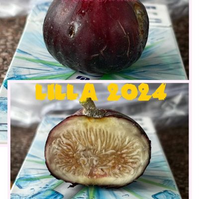 chậu sung mỹ " Lilla "