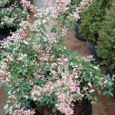 CÂY KIỂNG LÁ, CÂY PHONG THỦY ” Cây Tam Phát Tài ( Phụng hồng tài ) Cây Tam tài tam lộc sakura” - lá đổi 4 màu liên tục - đẹp như cổ tích -cây NHẬP KHẨU
