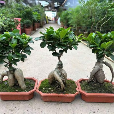 CHẬU CÂY SI NHẬT , CÂY SANH NHẬT BONSAI MINI - NHẬP KHẨU