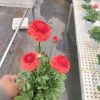 Chậu hoa mao lương (hoa hồng ri ba tư ) ” Ranunculus “ sẵn hoa, đủ màu siêu đẹp - hàng công ty loại 1