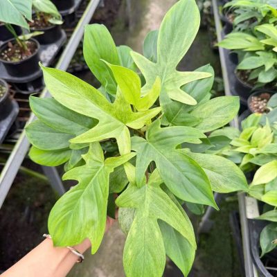 CÂY KIỂNG LÁ, CÂY PHONG THỦY ”  Trầu bà én lá vàng Florida Beauty hoặc Philodendron pedatum 'Gold' " nhập khẩu