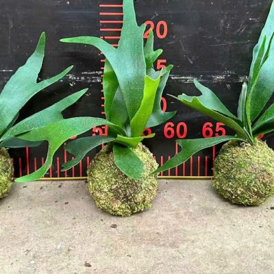 CÂY KIỂNG LÁ, CÂY PHONG THỦY ” cây ổ rồng gạc nai - chậu cây bọc rêu tổ chim tròn – Platycerium alcicorne " nhập khẩu