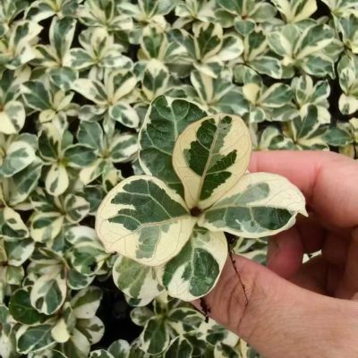 CÂY KIỂNG LÁ, CÂY PHONG THỦY ” Đa Tam Phúc ( cây Si Thái cẩm thạch) " - cây giống cây mô ươm vỉ - nhập khẩu