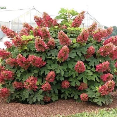 chậu cây hoa "cẩm tú cầu thân gỗ lá phong , thân đỏ, hoa đỏ "- nhập khẩu