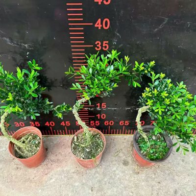 CÂY KIỂNG LÁ , CÂY PHONG THỦY  : ” Linh Sam bonsai mini dáng bay gốc thụ  “ – nhập khẩu