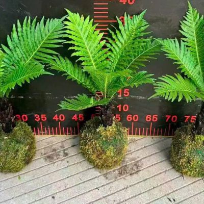CÂY KIỂNG LÁ , CÂY PHONG THỦY  : ” Cây DƯƠNG XỈ KHỔNG TƯỚC thân gỗ - chậu bonsai trồng tổ chim bọc rêu  “ – nhập khẩu