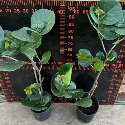 CÂY KIỂNG LÁ , CÂY PHONG THỦY  : ” Cây bàng Singapore mẫu mới dáng bonsai  “ – nhập khẩu