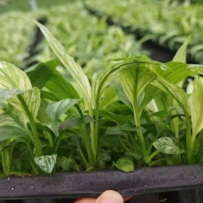 CÂY KIỂNG LÁ , CÂY PHONG THỦY  : ” cây lan ý cẩm thạch (Spathiphyllum Sensation Variegata) “ – nhập khẩu - cây giống ra vỉ ươm mô