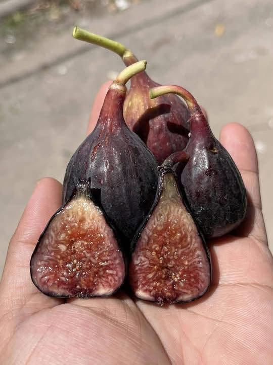 chậu sung mỹ " 𝐀𝐥𝐜𝐚𝐫𝐚 " chậu sung mỹ " 𝐀𝐥𝐜𝐚𝐫𝐚 "