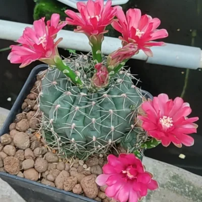 Xương Rồng " Thần Long "- cây đủ size