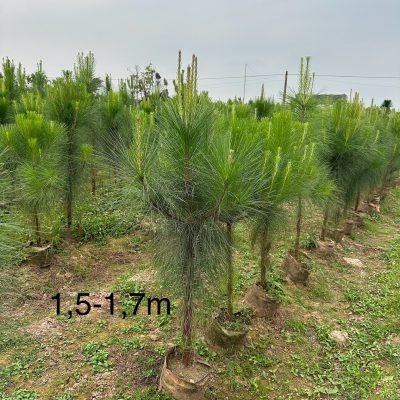 cây thông mã vĩ, thông đuôi ngựa giống : cây giống cao 30cm-40cm-50cm-60cm -80cm-1m-1,2m- 1.5m