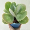 SEN ĐÁ " Sen Đá Cánh Bướm "- cây đủ size - NHẬP KHẨU