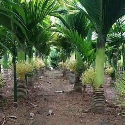 Cây Cau LÙN, Cau tứ quý  : cây cao  1m- 1.5m - 2m -2,5m -3m-4m -5m-6m-7m-8m-9m-10m