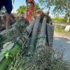 Cây Cau Ta, Cau Cao, Cau tứ thời, cau trái dài : cây cao 2m -2,5m -3m-4m -5m-6m-7m-8m-9m-10m...