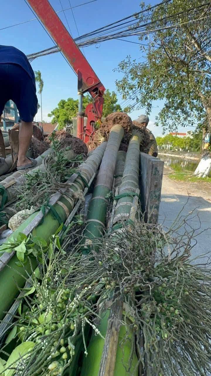 Cây Cau Ta, Cau Cao, Cau tứ thời, cau trái dài : cây cao 2m -2,5m -3m-4m -5m-6m-7m-8m-9m-10m... Cây Cau Ta, Cau Cao, Cau tứ thời, cau trái dài : cây cao 2m -2,5m -3m-4m -5m-6m-7m-8m-9m-10m...