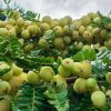 CÂY GIỐNG MẮC KHAM TRÁI KHỔNG LỒ - CÂY NHẬP KHẨU