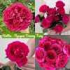 CÂY HOA HỒNG NGOẠI " HETTIE " - NHẬP KHẨU