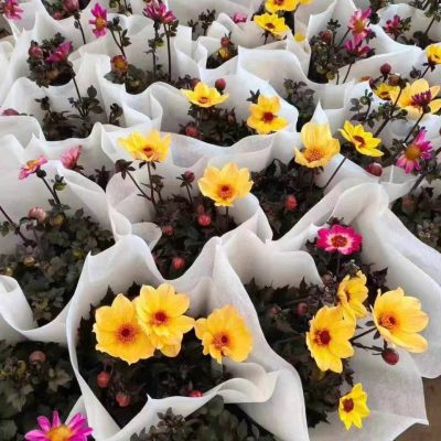 chậu hoa thược dược ngoại lùn, cánh đơn, đủ màu - nhập khẩu