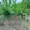 Tường rào bằng " cây hoa Tường Vi bonsai " đan sẵn mẫu chữ độc đáo