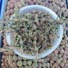 Xương Rồng " sao biển rồng đen "- cây đủ size