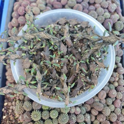 Xương Rồng " sao biển rồng đen "- cây đủ size
