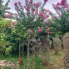 chậu " cây hoa Tường Vi bonsai ldáng cột trụ vuông "