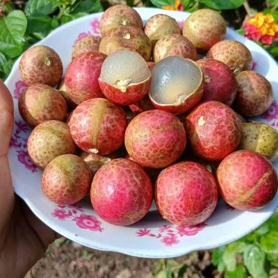 CÂY GIỐNG " Nhãn Longan Pink (mắt rồng hồng) " nhãn long hồng