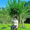 chậu " cây hoa Tường Vi bonsai dáng ghế ngồi tựa tròn, ghê tựa lưng vuông "