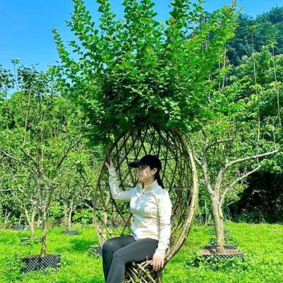 chậu " cây hoa Tường Vi bonsai dáng ghế ngồi tựa tròn, ghê tựa lưng vuông "