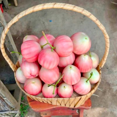 Cây giống Mận hồng đào đường sữa - giống mận cổ cực ngon