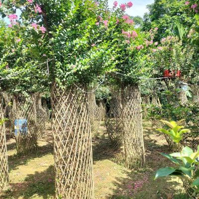 chậu " cây hoa Tường Vi bonsai ldáng cột trụ dẹt "