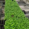 cây giống hoa cúc mặt trời ươm vỉ - trồng cảnh, trồng viền, trồng thảm, trồng công trình