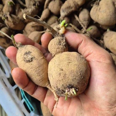 củ giống hoa thược dược lùn đủ màu , đã ủ lên sẵn mầm