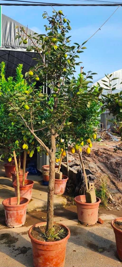 Cây ” HỒNG MẬT VÂN SƠN – HỒNG GIÒN VÂN SƠN ” – cây sẵn quả nhập khẩu - đã thuần chậu, cây cao 3-4m Cây ” HỒNG MẬT VÂN SƠN – HỒNG GIÒN VÂN SƠN ” – cây sẵn quả nhập khẩu - đã thuần chậu, cây cao 3-4m