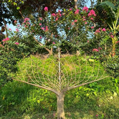 chậu " cây hoa Tường Vi bonsai ldáng quạt tròn "