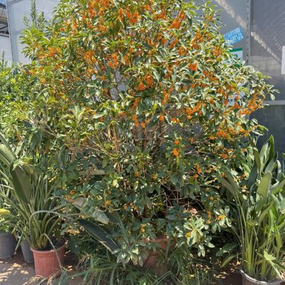 CHẬU CÂY  " MỘC HƯƠNG HOA MÀU CAM ( mộc tê, quế hoa ,Đan Quế ) " - CÂY NHẬP KHẨU