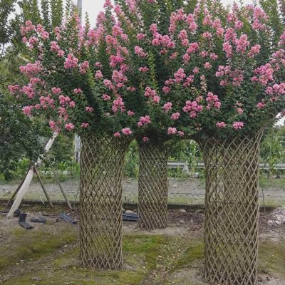 chậu " cây hoa Tường Vi bonsai làm cổng chào "
