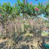 chậu " cây hoa Tường Vi bonsai làm cổng vòm , khung vòm "