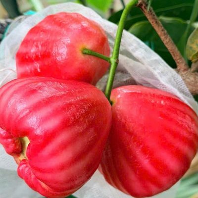 cây giống roi (mận) đường đào đá cổ xưa