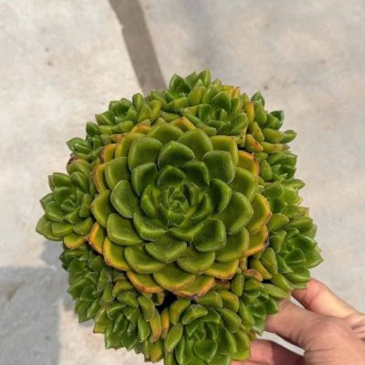 SEN ĐÁ " Sen Đá Xanh Ngọc Bụi "- cây đủ size - NHẬP KHẨU