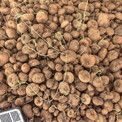 củ giống : ” Cây Củ Bình Vôi Đỏ “ - củ nhập -1kg