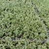 cây tùng tuyết giống  - cây giống ươm vỉ