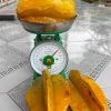Cây Giống " KHẾ THÁI NGỌT TRÁI KHỔNG LỒ " - cây nhập khẩu