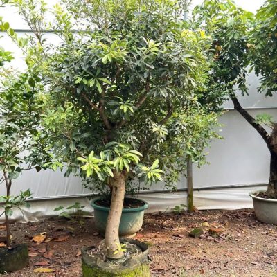 Cây thanh mai đài loan - cây to, trồng bịch, vanh cây 40cm -50cm -60cm , ship đảm bảo
